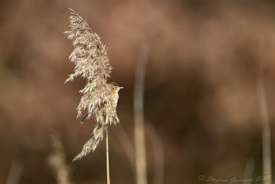 Beccamoschino (Cisticola juncidis) - Zitting Cisticola