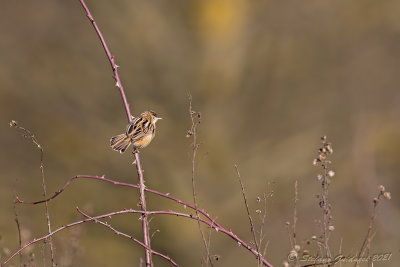Beccamoschino (Cisticola juncidis) - Fan-tailed Warbler