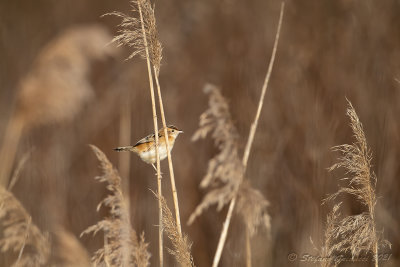 Beccamoschino (Cisticola juncidis) - Fan-tailed Warbler
