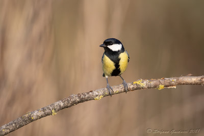 Cinciallegra (Parus major) - Great Tit