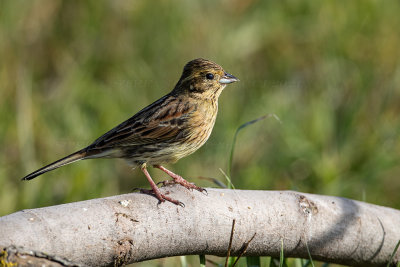 Zigolo nero (Emberiza cirlus) - Cirl Bunting