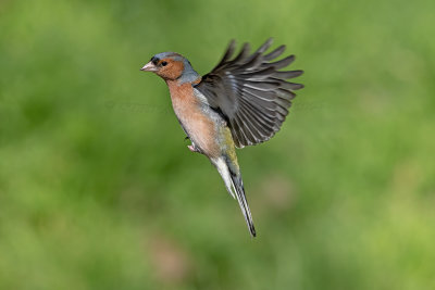 Fringuello (Fringilla coelebs) - Chaffinch