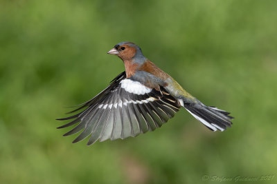 Fringuello (Fringilla coelebs) - Chaffinch