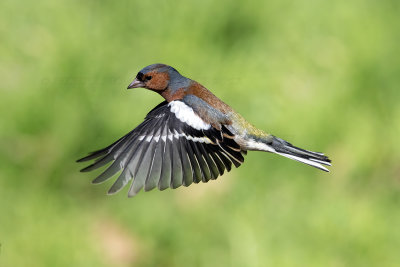 Fringuello (Fringilla coelebs) - Chaffinch