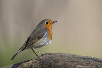 Pettirosso (Erithacus rubecula) - European Robin
