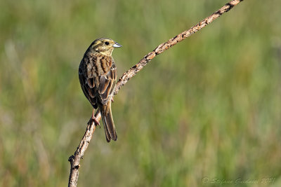 Zigolo nero (Emberiza cirlus) - Cirl Bunting