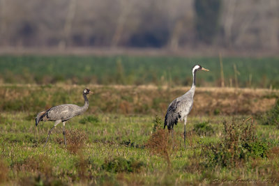 Gru (Grus grus) - Common Crane