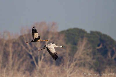 Gru (Grus grus) - Common Crane