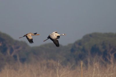 Gru (Grus grus) - Common Crane