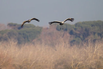 Gru (Grus grus) - Common Crane