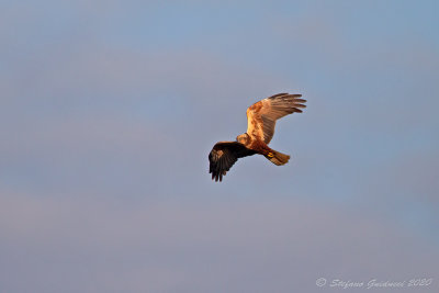 Falco di palude (Circus aeruginosus) - Western Marsh Harrier