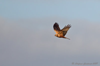 Falco di palude (Circus aeruginosus) - Western Marsh Harrier