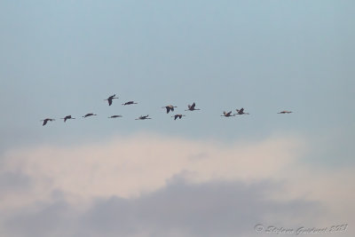 Gru (Grus grus) - Common Crane