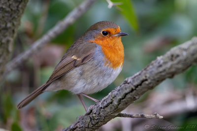 Pettirosso (Erithacus rubecula) - European Robin