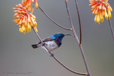 White-bellied Sunbird (Cinnyris talatala)