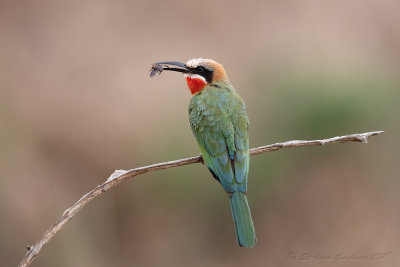 White-fronted Bee-eater (Merops bullockoides)