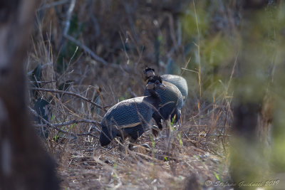 Crested guineafowl (Guttera pucherani)