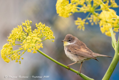 Sterpazzola (Sylvia communis) - Common Whitethroat