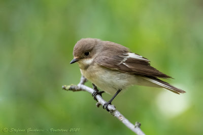 Balia nera ♀ (Ficedula hypoleuca) - European Pied Flycatcher