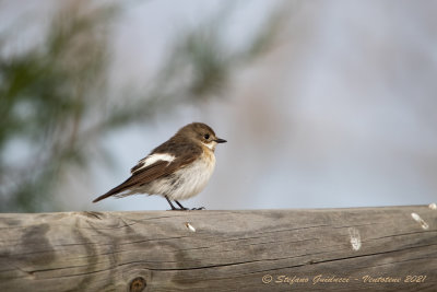 Balia nera ♀ (Ficedula hypoleuca) - European Pied Flycatcher