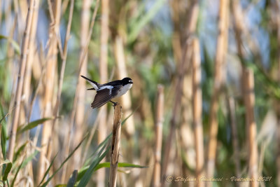 Balia nera ♂ (Ficedula hypoleuca) - European Pied Flycatcher