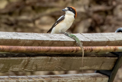 Averla capirossa (Lanius senator) - Woodchat Shrike