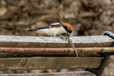 Averla capirossa (Lanius senator) - Woodchat Shrike