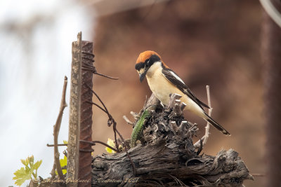 Averla capirossa (Lanius senator) - Woodchat Shrike