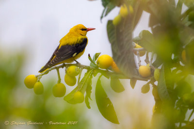 Rigogolo ♂ (Oriolus oriolus) - Eurasian Golden Oriole