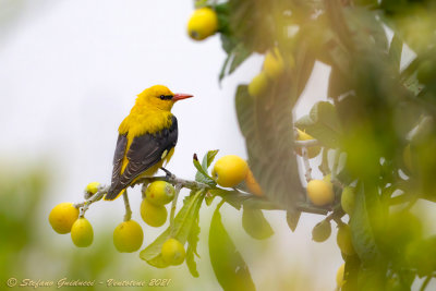 Rigogolo ♂ (Oriolus oriolus) - Eurasian Golden Oriole