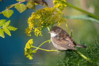 Sterpazzola (Sylvia communis) - Common Whitethroat