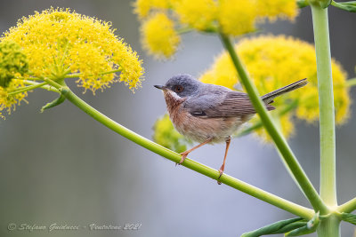 Sterpazzolina (Sylvia cantillans) - Subalpine Warbler