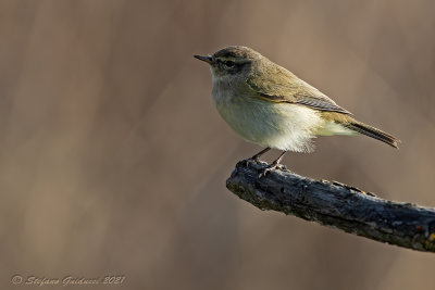 Lu piccolo (Phylloscopus collybita) - Common Chiffchaff