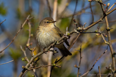 Lu piccolo (Phylloscopus collybita) - Common Chiffchaff