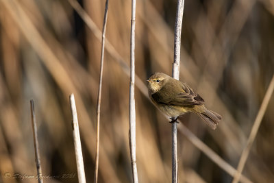 Lu piccolo (Phylloscopus collybita) - Common Chiffchaff