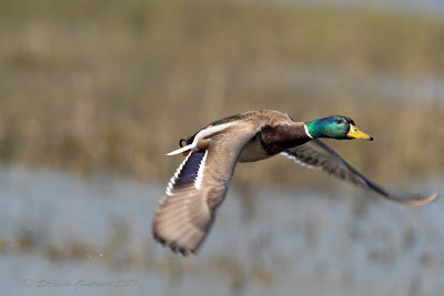 Germano reale (Anas platyrhynchos) - Mallard