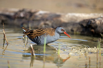 Porciglione (Rallus aquaticus) - Water Rail
