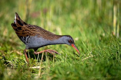 Porciglione (Rallus aquaticus) - Water rail