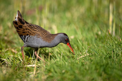 Porciglione (Rallus aquaticus) - Water rail