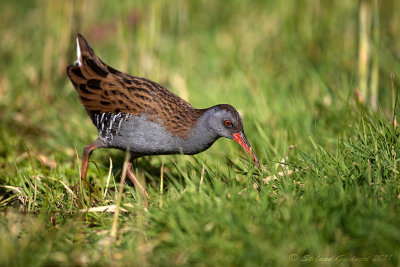 Porciglione (Rallus aquaticus) - Water rail