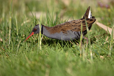 Porciglione (Rallus aquaticus) - Water rail