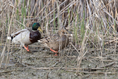 Germano reale (Anas platyrhynchos) - Mallard