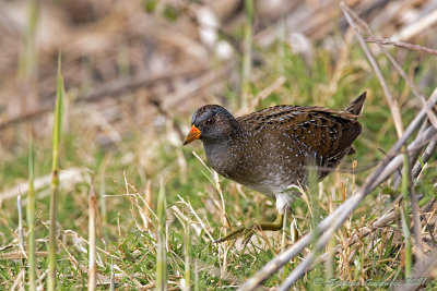 Voltolino (Porzana porzana) - Spotted Crake