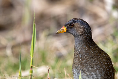Voltolino (Porzana porzana) - Spotted Crake