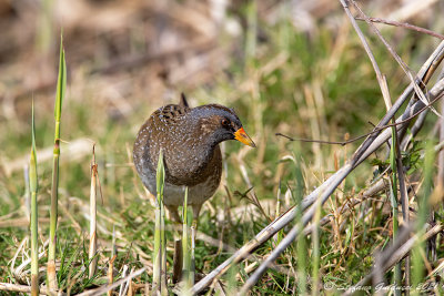 Voltolino (Porzana porzana) - Spotted Crake