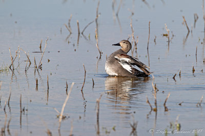Canapiglia (Anas strepera) - Gadwall