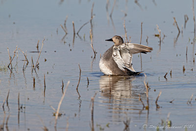 Canapiglia (Anas strepera) - Gadwall