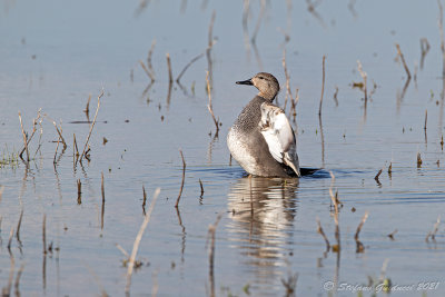 Canapiglia (Anas strepera) - Gadwall