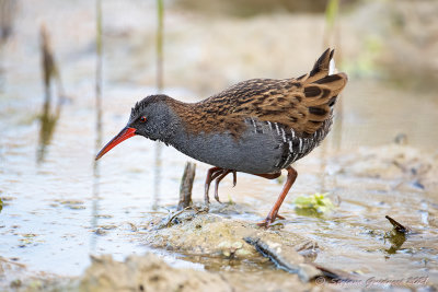Porciglione (Rallus aquaticus) - Water rail