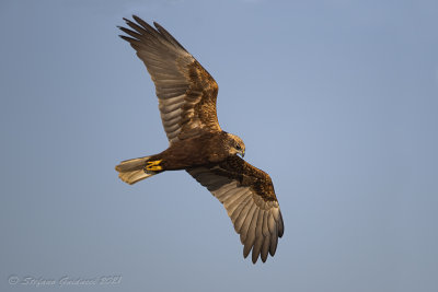 Falco di palude ♀ (Circus aeruginosus) - Western Marsh Harrier